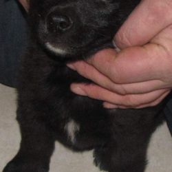 Zdjęcie przedstawia małego czarnego psa trzymanego na dłoniach
