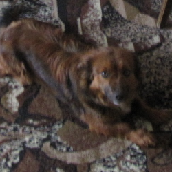Zdjęcie przedstawia brązowego psa leżącego na dywanie