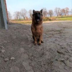Zdjęcie przedstawia psa w typie owczarka niemieckiego...