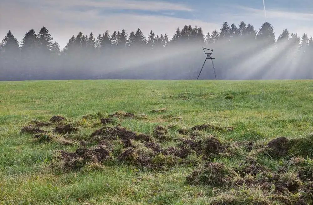 Zdjęcie przedstawia zniszczoną łąkę