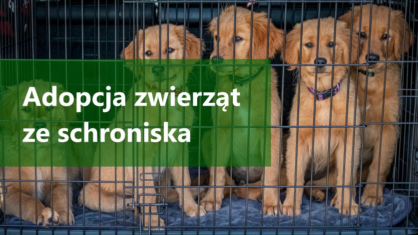Grafika promująca adopcję zwietrząt