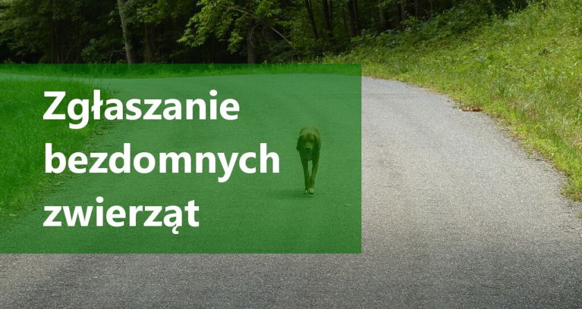 Grafika promująca zgłaszanie bezdomych zwierząt