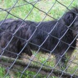 Zdjęcie przedstawia czarnego psa za ogrodzeniem